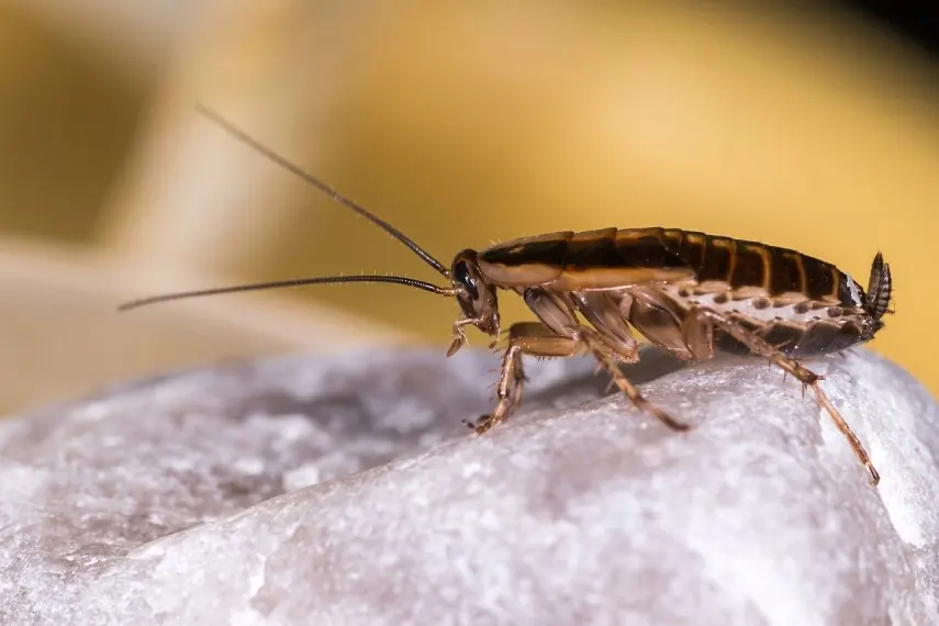 Brązowy karaczan z długimi czułkami sfotografowany z boku